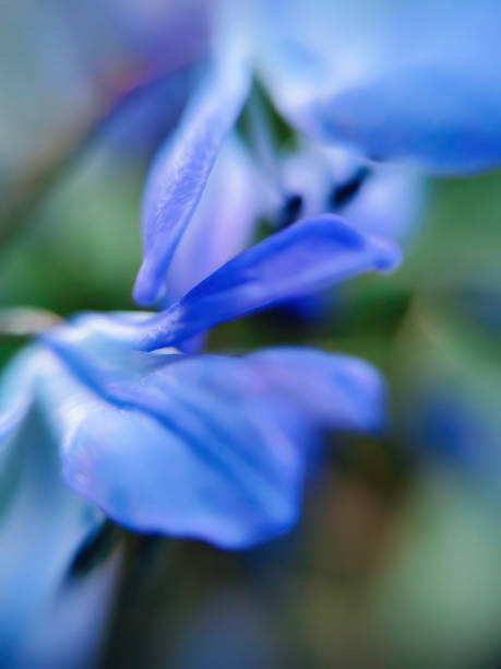 istock Blurred blue and green flower background 1223920194