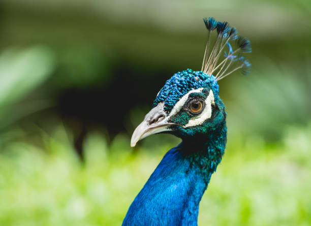 istock Beautiful peacock with spread wings. Zoo, tropical reserve 1223921131