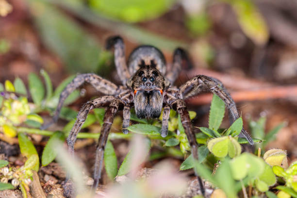 istock Garden Wolf Spider female on the prowl 1223921149