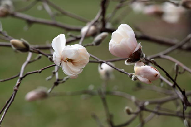 istock White Magnolia flowers in spring season. 1223921208