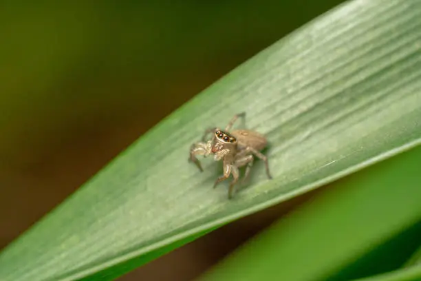 Tiny jumping spider sitting on a curved green leaf looking up curiously at the camera