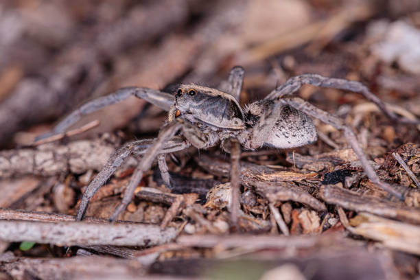 istock Garden Wolf Spider female on the prowl 1223922149