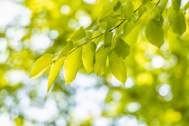 istock Fresh green leaves shining on the sun 1223922874