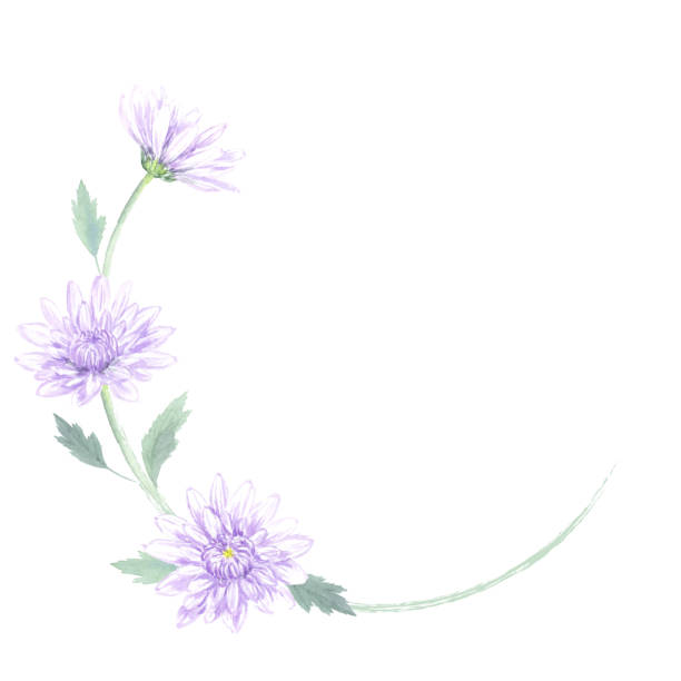 Chrysanthemum frame watercolor illustration. Chrysanthemum frame watercolor illustration. mourning illustrations stock illustrations