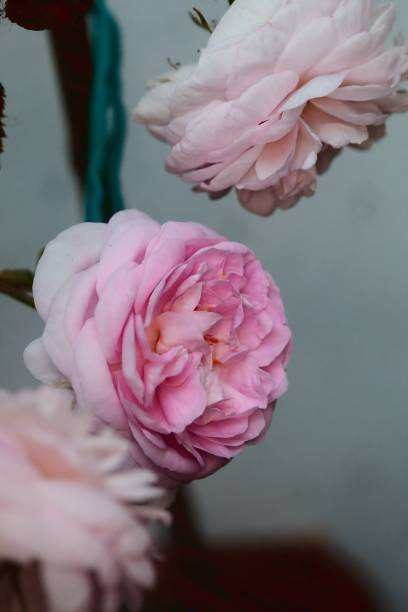 istock Three pink roses in bloom on a white background 1223924746