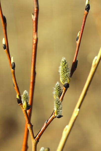istock Brown willow tree branch with swollen, blooming, fluffy buds. Shrub vine in the spring 1223925641