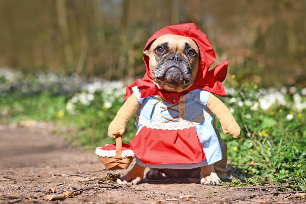 Funny French Bulldog dos dressed up as fairytale character Little Red Riding Hood with full body costumes with fake arms wearing basket in forest Funny small fawn colored female  French Bulldog dos dressed up as fairytale character Little Red Riding Hood with full body costumes with dress, apron, red cape with fake arms wearing basket in forest animal arm photos stock pictures, royalty-free photos & images