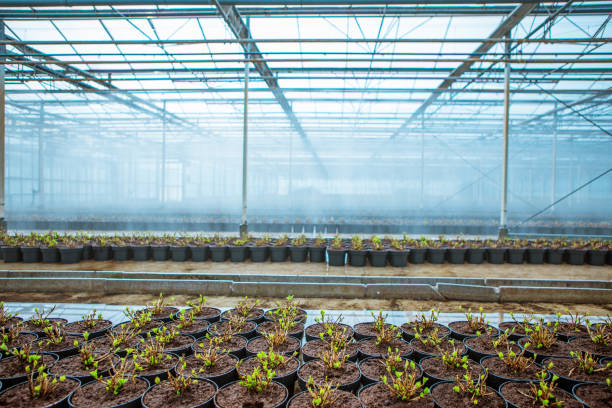 istock The inside of a working greenhouse 1223926643