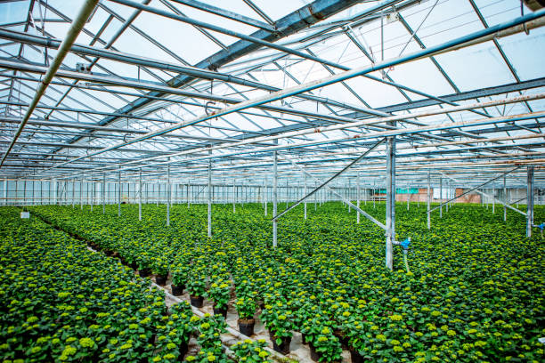 istock The inside of a working greenhouse 1223926826