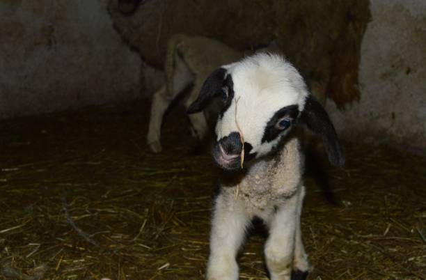 istock colorful little lamb in the barn 1223928943