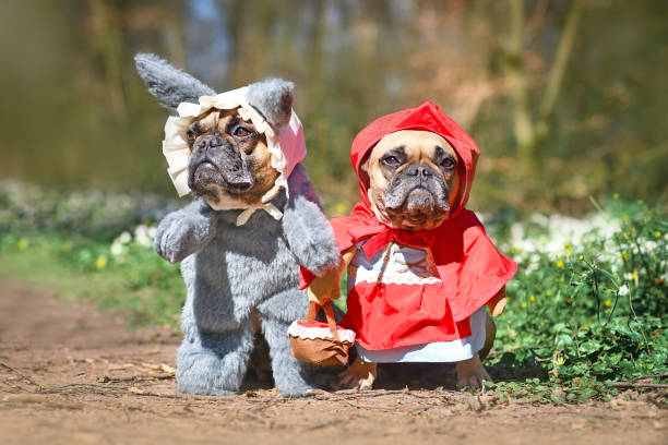 Cute pair of French Bulldog dogs dressed up as fairytale characters Little Red Riding Hood and Big Bad Wolf with full body costumes with fake arms standing in forest Cute pair of  small fawn colored French Bulldog dogs dressed up with homemade Halloween costumes as fairytale characters Little Red Riding Hood and Big Bad Wolf with full body costumes with fake arms standing in forest animal arm photos stock pictures, royalty-free photos & images
