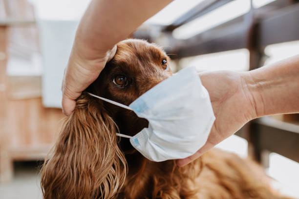 istock dog with a protective mask on his face 1223930400