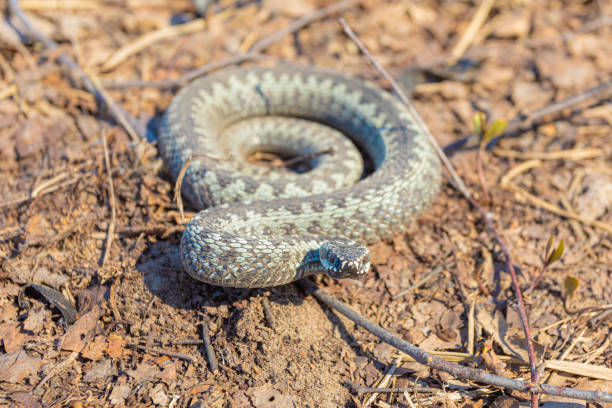istock Grey viper or adder venomous snake in attacking or defencive pose rolled in knit on brown spring soil or ground pathway among old leaves, grass and branches 1223931505