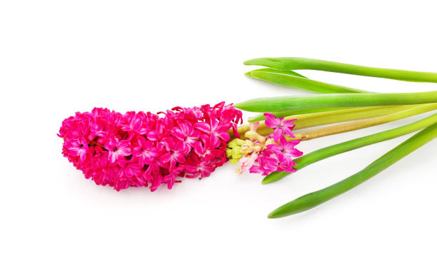 istock Gentle pink hyacinth. 1223932217