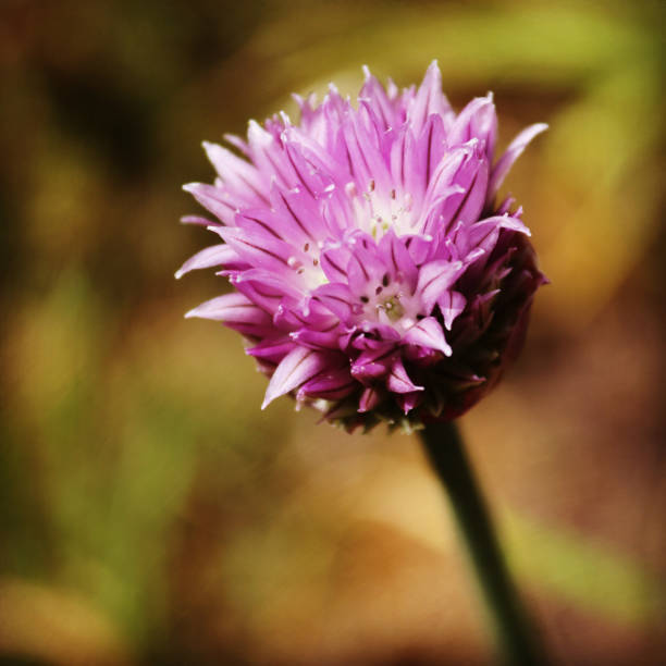 istock Late spring flora and fauna 1223932583