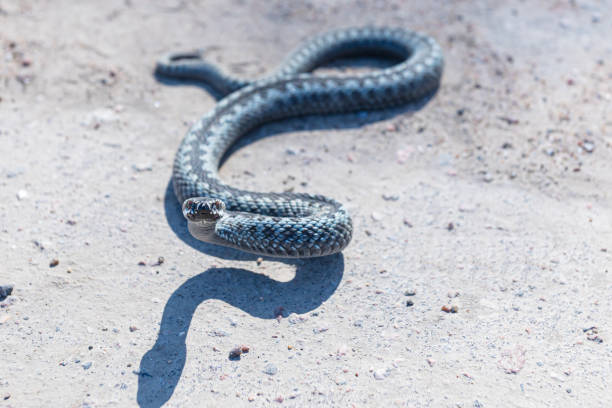 istock Grey viper or adder venomous snake in attacking or defencive pose rolled in knit on asphalt pathway 1223934188