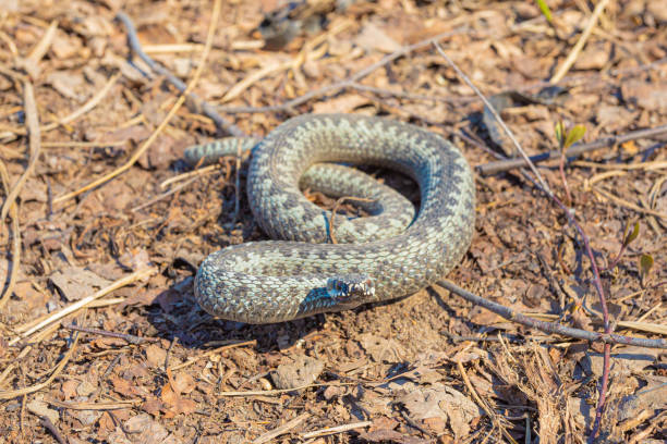 istock Grey viper or adder venomous snake in attacking or defencive pose rolled in knit on brown spring soil or ground pathway among old leaves, grass and branches 1223934195
