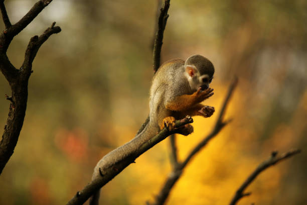 다람쥐 원숭이 - animal ape monkey bonding 뉴스 사진 이미지