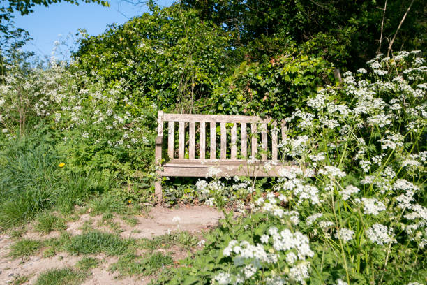 istock Cow Parsley in Eynsford, England 1223935105