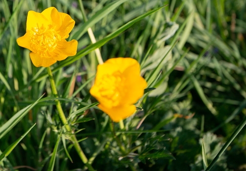 Close-up of a yellow buttercup standing in a green meadow. The sun shines in summer.