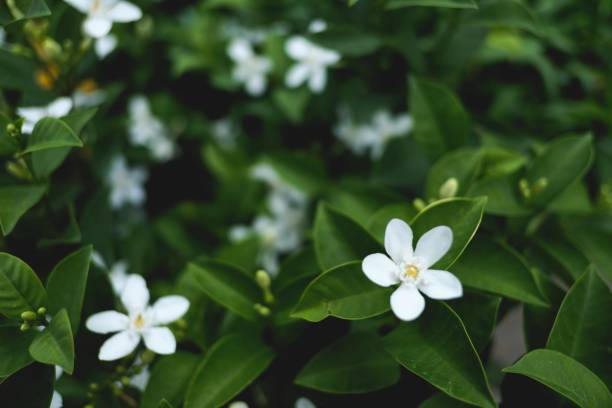 istock Beautiful of flowers 1223936544