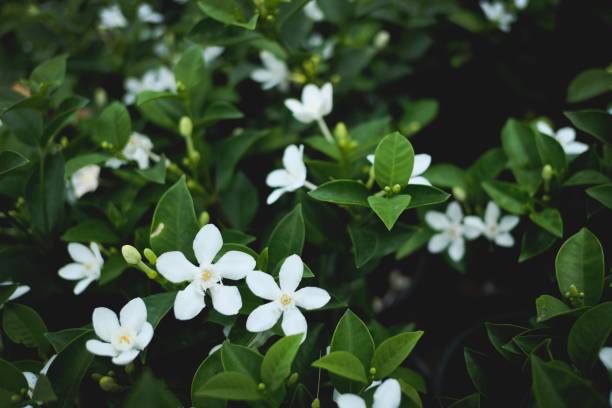 istock Beautiful of flowers 1223936550