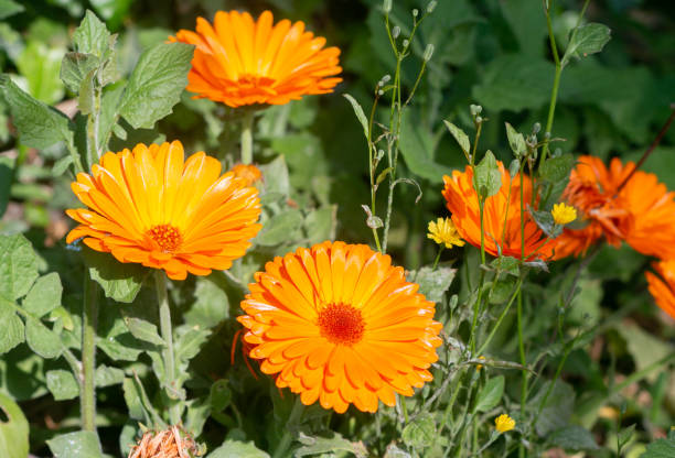 Pot Marigold in Eynsford, England Marigold (calendula)  in Eynsford, England field marigold stock pictures, royalty-free photos & images