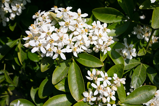 Close-up of a large number of small white flowers growing in clusters on the branches of a bush. Against the backdrop of greenery. Macrocosm of one plant. Wallpaper. Design. Spring flowering. Horizontally