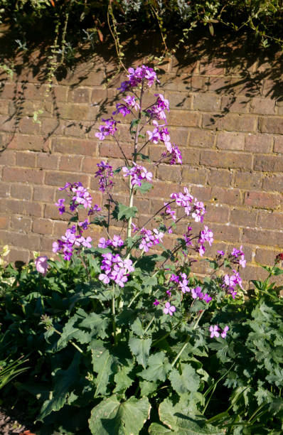 istock Annual Honesty Plant in Eynsford, England 1223938553