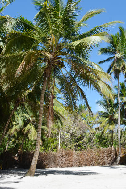 istock big palms on the shore, with the fence and greenery 1223939247