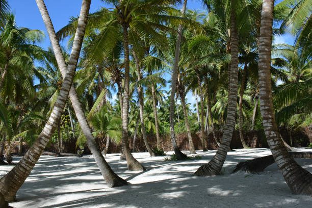 istock palms on the sand, with the fence 1223939250