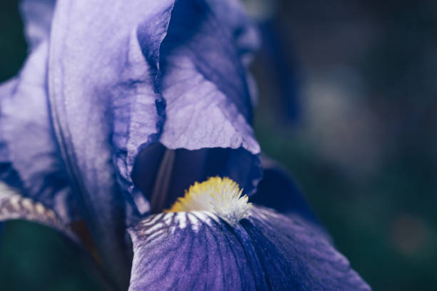 istock Closeup iris flower outdoors, blue iris flower in the garden background. 1223939969