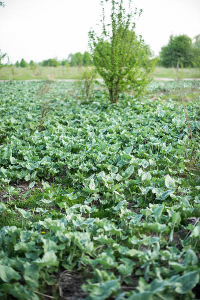 istock Glade of young burdock in the field 1223942577