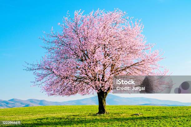 Strom Sakura () Strom Sakura