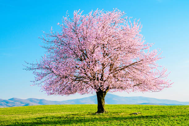 桜の木が咲く。 - cherry tree fruit tree meadow spring ストックフォトと画像