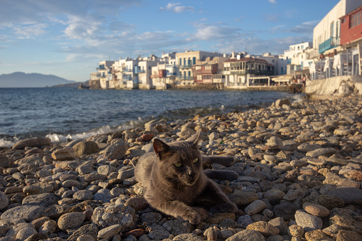Stray Cat in Little Venice on Mykonos, Greece