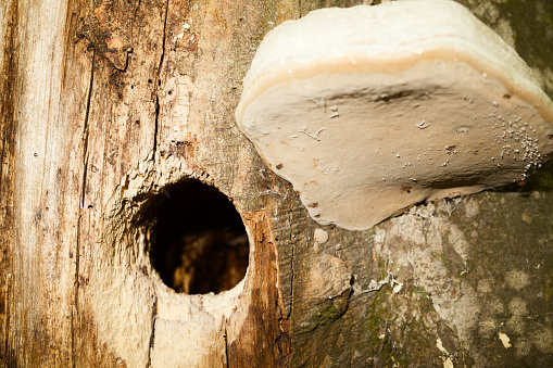 Woodpecker nest in a tree trunk
