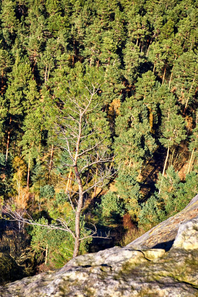 vista aérea del bosque verde y un solo árbol en la pendiente. - regenstein fotografías e imágenes de stock