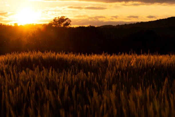 istock Golden cereal in sunset time 1223947313