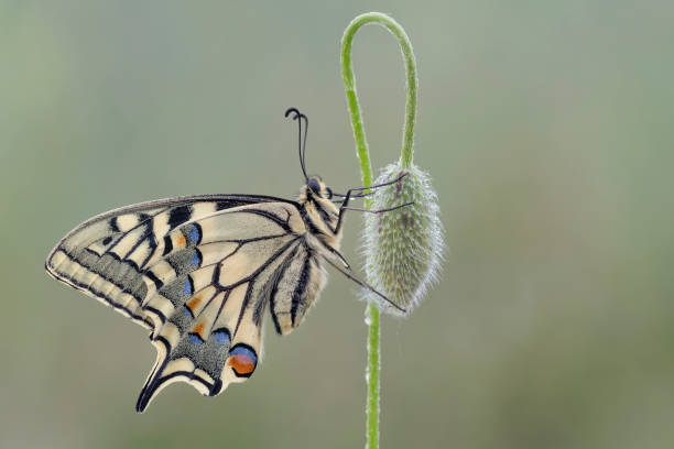 istock Old World Swallowtail on poppy flower (Papilio machaon) 1223948535