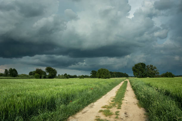 istock A dirt road through fields with green grain and rainy clouds in the sky 1223948591