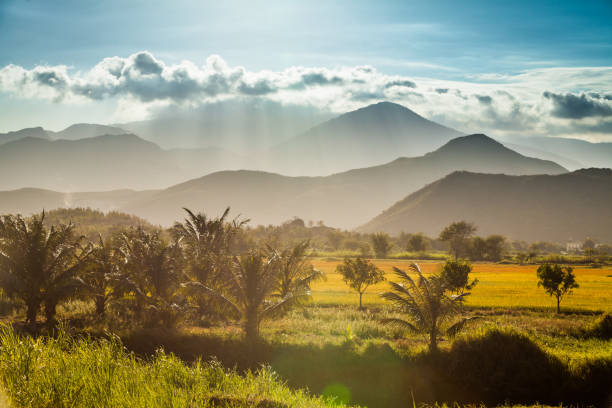 Scenic sunset on the Vietnamese rice fields with palm trees and mountains in the background.