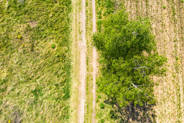 top-down-blick auf einen immergrünen wald im frühsommer mit einem feldweg. an den äußeren rändern der bäume ist neues wachstum sichtbar - growth new evergreen tree pine tree stock-fotos und bilder