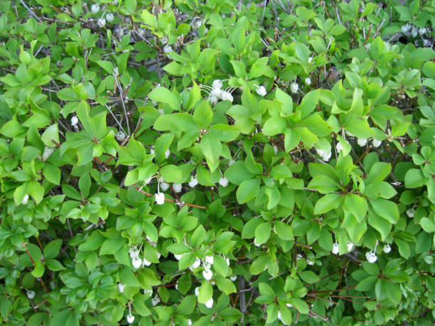 istock Japanese enkianthus 1223950891