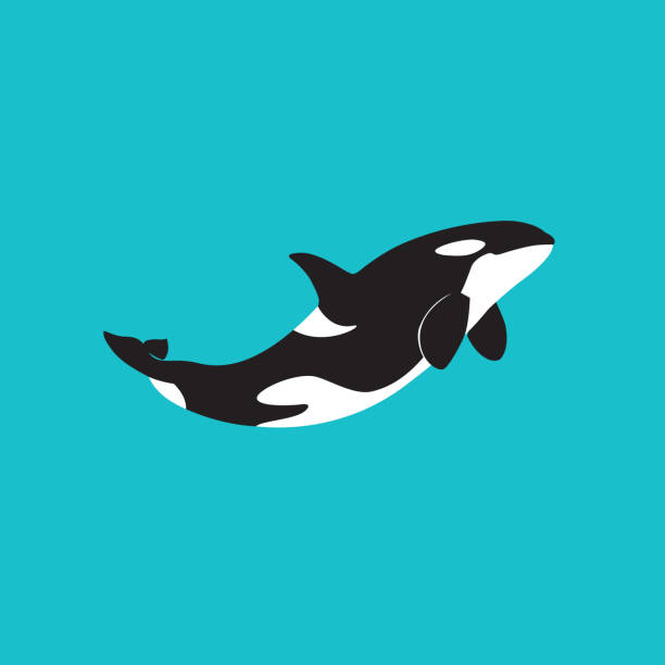 Orca killer whale orca killer whale emblem on a blue background vector illustration underwater exploration stock illustrations