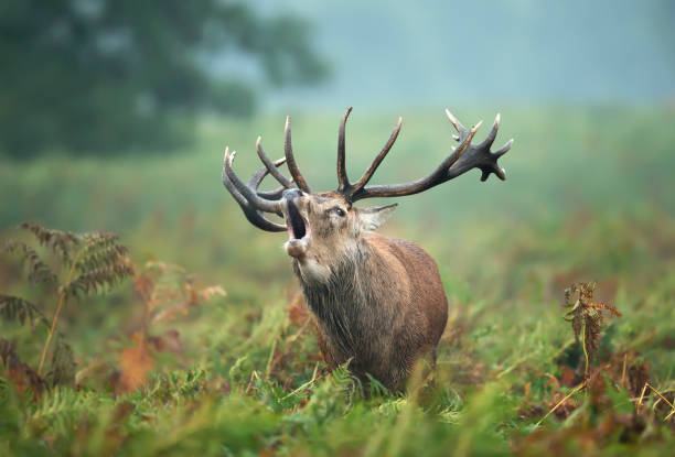 istock Red deer stag calling during rutting season in autumn 1223951886