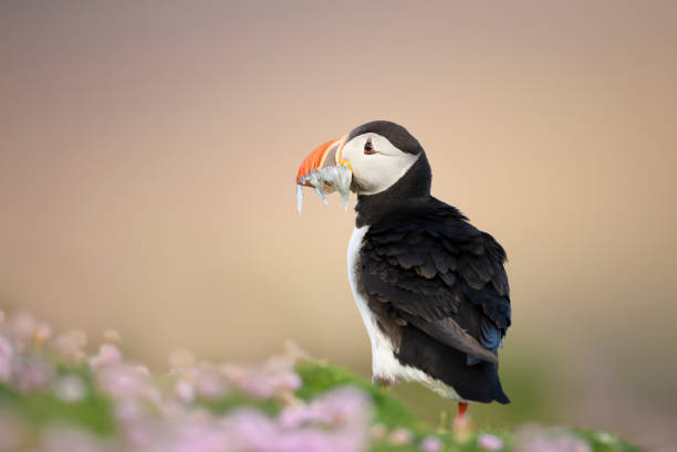 istock Atlantic puffin with the beak full of sand eels 1223952342