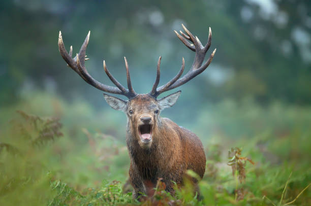 istock Red deer stag calling during rutting season in autumn 1223952372