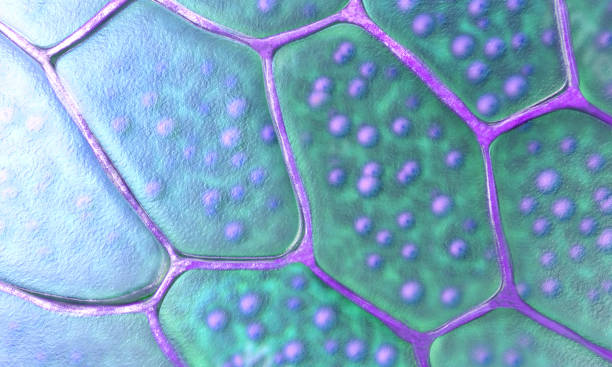 istock Pattern of plant cells with nucleus and membrane - 3d illustration 1223952669