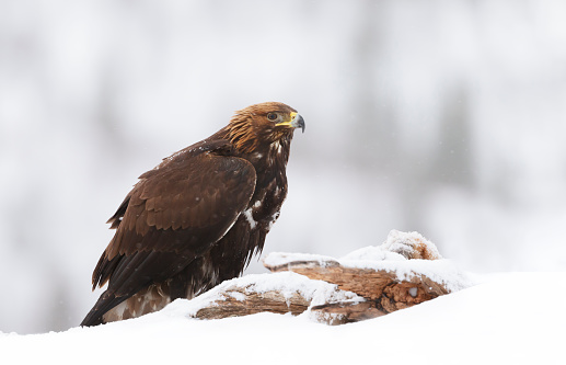 Close up of a Golden Eagle (Aquila chrysaetos) in winter, Norway.